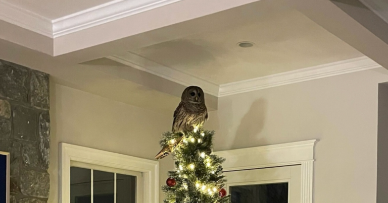 An-owl-came-down-a-familys-chimney-and-perched-on.png