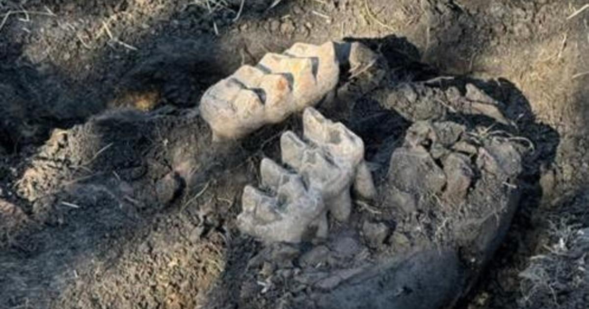 Complete-mastodon-jaw-unearthed-in-New-York-after-homeowner-spots.jpg