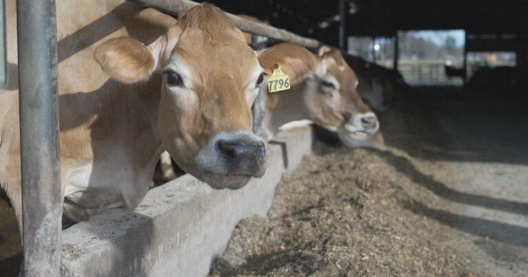 Dairy-farmers-struggle-to-cover-expenses-as-American-appetites-change.jpg