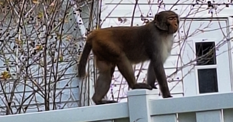 Monkeys-spotted-roaming-Florida-city-as-police-issue-warning.png