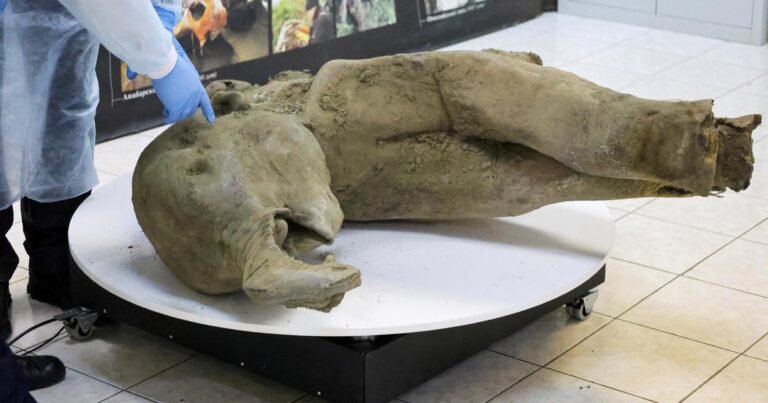 Photos-show-well-preserved-remains-of-50000-year-old-baby-mammoth-found-in.jpg